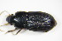  (Harpalus subcylindricus - BFB_Col_FK_9650)  @13 [ ] CreativeCommons - Attribution Non-Commercial Share-Alike (2015) Unspecified SNSB, Zoologische Staatssammlung Muenchen