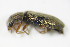  (Danacea pallipes - BFB_Col_FK_9907)  @13 [ ] CreativeCommons - Attribution Non-Commercial Share-Alike (2015) Unspecified SNSB, Zoologische Staatssammlung Muenchen