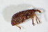  (Apion haematodes - BFB_Col_FK_10756)  @13 [ ] CreativeCommons - Attribution Non-Commercial Share-Alike (2015) Unspecified SNSB, Zoologische Staatssammlung Muenchen
