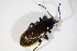  (Omophlus lividipes - BFB_Col_FK_10804)  @14 [ ] CreativeCommons - Attribution Non-Commercial Share-Alike (2015) Unspecified SNSB, Zoologische Staatssammlung Muenchen