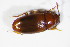  (Antherophagus pallens - BFB_Col_FK_10830)  @12 [ ] CreativeCommons - Attribution Non-Commercial Share-Alike (2015) Unspecified SNSB, Zoologische Staatssammlung Muenchen