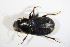  (Harpalus froelichii - BFB_Col_FK_11461)  @13 [ ] CreativeCommons - Attribution Non-Commercial Share-Alike (2015) Unspecified SNSB, Zoologische Staatssammlung Muenchen