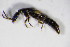  (Leptacinus sulcifrons - BFB_Col_FK_12603)  @13 [ ] CreativeCommons - Attribution Non-Commercial Share-Alike (2015) Unspecified SNSB, Zoologische Staatssammlung Muenchen