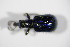  (Lasiorhynchites olivaceus - BFB_Col_FK_12289)  @13 [ ] CreativeCommons - Attribution Non-Commercial Share-Alike (2015) Unspecified SNSB, Zoologische Staatssammlung Muenchen