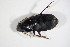  (Harpalus rufipalpis - BFB_Col_FK_11078)  @13 [ ] CreativeCommons - Attribution Non-Commercial Share-Alike (2015) Unspecified SNSB, Zoologische Staatssammlung Muenchen