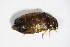  (Tetratoma desmarestii - BFB_Col_FK_11125)  @12 [ ] CreativeCommons - Attribution Non-Commercial Share-Alike (2015) Unspecified SNSB, Zoologische Staatssammlung Muenchen