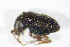 (Trichosirocalus horridus - BFB_Col_FK_11225)  @12 [ ] CreativeCommons - Attribution Non-Commercial Share-Alike (2015) Unspecified SNSB, Zoologische Staatssammlung Muenchen
