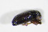  (Tychius schneideri - BFB_Col_FK_11231)  @13 [ ] CreativeCommons - Attribution Non-Commercial Share-Alike (2015) Unspecified SNSB, Zoologische Staatssammlung Muenchen