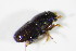  (Scolytus ensifer - BFB_Col_FK_11273)  @12 [ ] CreativeCommons - Attribution Non-Commercial Share-Alike (2015) Unspecified SNSB, Zoologische Staatssammlung Muenchen