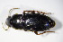  (Harpalus atratus - BFB_Col_FK_10415)  @14 [ ] CreativeCommons - Attribution Non-Commercial Share-Alike (2015) Unspecified SNSB, Zoologische Staatssammlung Muenchen