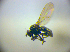  (Cnestrum lepidopes - BC ZSM DIP 02085)  @11 [ ] CreativeCommons - Attribution Non-Commercial Share-Alike (2010) Zoologische Staatssammlung Muenchen SNSB, Zoologische Staatssammlung Muenchen