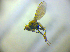  (Notiphila nigricornis - BC ZSM DIP 02112)  @13 [ ] CreativeCommons - Attribution Non-Commercial Share-Alike (2010) Zoologische Staatssammlung Muenchen SNSB, Zoologische Staatssammlung Muenchen