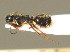  (Camponotus piceus - BC ZSM HYM 00304)  @13 [ ] CreativeCommons - Attribution Non-Commercial Share-Alike (2010) Unspecified SNSB, Zoologische Staatssammlung Muenchen