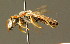  (Halictus eurygnathus - BC ZSM HYM 00833)  @14 [ ] CreativeCommons - Attribution Non-Commercial Share-Alike (2010) Unspecified SNSB, Zoologische Staatssammlung Muenchen