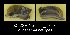  (Daudebardia - BC ZSM Mollusca_ 00414)  @13 [ ] CreativeCommons - Attribution Non-Commercial Share-Alike (2012) Zoologische Staatssammlung Muenchen SNSB, Zoologische Staatssammlung Muenchen