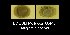  (Ancylus fluviatilis - BC ZSM Mollusca_ 00446)  @12 [ ] CreativeCommons - Attribution Non-Commercial Share-Alike (2012) Zoologische Staatssammlung Muenchen SNSB, Zoologische Staatssammlung Muenchen