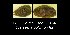  ( - BC ZSM Mollusca_ 00464)  @12 [ ] CreativeCommons - Attribution Non-Commercial Share-Alike (2012) Zoologische Staatssammlung Muenchen SNSB, Zoologische Staatssammlung Muenchen