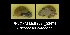 ( - BC ZSM Mollusca_ 00474)  @11 [ ] CreativeCommons - Attribution Non-Commercial Share-Alike (2012) Zoologische Staatssammlung Muenchen SNSB, Zoologische Staatssammlung Muenchen