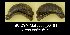  ( - BC ZSM Mollusca_ 00481)  @11 [ ] CreativeCommons - Attribution Non-Commercial Share-Alike (2012) Zoologische Staatssammlung Muenchen SNSB, Zoologische Staatssammlung Muenchen