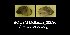  ( - BC ZSM Mollusca_ 00530)  @11 [ ] CreativeCommons - Attribution Non-Commercial Share-Alike (2012) Zoologische Staatssammlung Muenchen SNSB, Zoologische Staatssammlung Muenchen