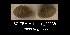  (Vertigo angustior - BC ZSM Mollusca_ 00536)  @13 [ ] CreativeCommons - Attribution Non-Commercial Share-Alike (2012) Zoologische Staatssammlung Muenchen SNSB, Zoologische Staatssammlung Muenchen