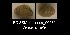  (Vertigo pusilla - BC ZSM Mollusca_ 00539)  @12 [ ] CreativeCommons - Attribution Non-Commercial Share-Alike (2012) Zoologische Staatssammlung Muenchen SNSB, Zoologische Staatssammlung Muenchen