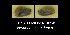  ( - BC ZSM Mollusca_ 00542)  @11 [ ] CreativeCommons - Attribution Non-Commercial Share-Alike (2012) Zoologische Staatssammlung Muenchen SNSB, Zoologische Staatssammlung Muenchen