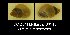  ( - BC ZSM Mollusca_ 00545)  @12 [ ] CreativeCommons - Attribution Non-Commercial Share-Alike (2012) Zoologische Staatssammlung Muenchen SNSB, Zoologische Staatssammlung Muenchen