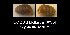 ( - BC ZSM Mollusca_ 00554)  @11 [ ] CreativeCommons - Attribution Non-Commercial Share-Alike (2012) Zoologische Staatssammlung Muenchen SNSB, Zoologische Staatssammlung Muenchen