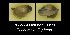  ( - BC ZSM Mollusca_ 00558)  @11 [ ] CreativeCommons - Attribution Non-Commercial Share-Alike (2012) Zoologische Staatssammlung Muenchen SNSB, Zoologische Staatssammlung Muenchen