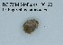  (Lithoglyphus naticoides - BC ZSM Mollusca_ 00122)  @12 [ ] CreativeCommons - Attribution Non-Commercial Share-Alike (2010) Stefan Schmidt SNSB, Zoologische Staatssammlung Muenchen