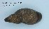  (Stagnicola corvus - BC ZSM Mollusca_ 00170)  @13 [ ] CreativeCommons - Attribution Non-Commercial Share-Alike (2010) Stefan Schmidt SNSB, Zoologische Staatssammlung Muenchen