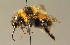  (Bombus hortorum - BC ZSM HYM 01068)  @16 [ ] CreativeCommons - Attribution Non-Commercial Share-Alike (2010) Unspecified SNSB, Zoologische Staatssammlung Muenchen