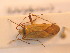  ( - BFB_Heteroptera_Schmolke_135)  @12 [ ] CreativeCommons - Attribution Non-Commercial Share-Alike (2012) Zoologische Staatssammlung Muenchen SNSB, Zoologische Staatssammlung Muenchen