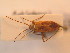  ( - BFB_Heteroptera_Schmolke_136)  @13 [ ] CreativeCommons - Attribution Non-Commercial Share-Alike (2012) Zoologische Staatssammlung Muenchen SNSB, Zoologische Staatssammlung Muenchen