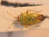  ( - BFB_Heteroptera_Schmolke_0228)  @12 [ ] CreativeCommons - Attribution Non-Commercial Share-Alike (2012) Zoologische Staatssammlung Muenchen SNSB, Zoologische Staatssammlung Muenchen