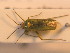  ( - BFB_Heteroptera_Schmolke_0230)  @13 [ ] CreativeCommons - Attribution Non-Commercial Share-Alike (2012) Zoologische Staatssammlung Muenchen SNSB, Zoologische Staatssammlung Muenchen