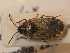  ( - BFB_Heteroptera_Schmolke_0341)  @14 [ ] CreativeCommons - Attribution Non-Commercial Share-Alike (2012) Zoologische Staatssammlung Muenchen SNSB, Zoologische Staatssammlung Muenchen