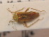  ( - BFB_Heteroptera_Schmolke_0369)  @11 [ ] CreativeCommons - Attribution Non-Commercial Share-Alike (2012) Zoologische Staatssammlung Muenchen SNSB, Zoologische Staatssammlung Muenchen