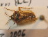  (Harpocera thoracica - BFB_Heteroptera_Schmolke_0389)  @14 [ ] CreativeCommons - Attribution Non-Commercial Share-Alike (2012) Zoologische Staatssammlung Muenchen SNSB, Zoologische Staatssammlung Muenchen