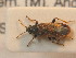  ( - BFB_Heteroptera_Schmolke_0705)  @11 [ ] CreativeCommons - Attribution Non-Commercial Share-Alike (2012) Zoologische Staatssammlung Muenchen SNSB, Zoologische Staatssammlung Muenchen