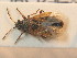  ( - BFB_Heteroptera_Schmolke_0706)  @11 [ ] CreativeCommons - Attribution Non-Commercial Share-Alike (2012) Zoologische Staatssammlung Muenchen SNSB, Zoologische Staatssammlung Muenchen