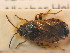  ( - BFB_Heteroptera_Schmolke_0708)  @11 [ ] CreativeCommons - Attribution Non-Commercial Share-Alike (2012) Zoologische Staatssammlung Muenchen SNSB, Zoologische Staatssammlung Muenchen