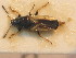  ( - BFB_Heteroptera_Schmolke_0717)  @11 [ ] CreativeCommons - Attribution Non-Commercial Share-Alike (2012) Zoologische Staatssammlung Muenchen SNSB, Zoologische Staatssammlung Muenchen