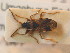  ( - BFB_Heteroptera_Schmolke_0767)  @11 [ ] CreativeCommons - Attribution Non-Commercial Share-Alike (2012) Zoologische Staatssammlung Muenchen SNSB, Zoologische Staatssammlung Muenchen