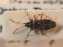  ( - BFB_Heteroptera_Schmolke_0768)  @11 [ ] CreativeCommons - Attribution Non-Commercial Share-Alike (2012) Zoologische Staatssammlung Muenchen SNSB, Zoologische Staatssammlung Muenchen