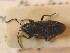  ( - BFB_Heteroptera_Schmolke_0803)  @11 [ ] CreativeCommons - Attribution Non-Commercial Share-Alike (2012) Zoologische Staatssammlung Muenchen SNSB, Zoologische Staatssammlung Muenchen