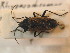  ( - BFB_Heteroptera_Schmolke_0852)  @11 [ ] CreativeCommons - Attribution Non-Commercial Share-Alike (2012) Zoologische Staatssammlung Muenchen SNSB, Zoologische Staatssammlung Muenchen