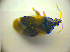  ( - BFB_Heteroptera_Kuechler_0047)  @12 [ ] CreativeCommons - Attribution Non-Commercial Share-Alike (2010) Zoologische Staatssammlung Muenchen SNSB, Zoologische Staatssammlung Muenchen