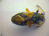  ( - BFB_Heteroptera_Kuechler_0073)  @13 [ ] CreativeCommons - Attribution Non-Commercial Share-Alike (2010) Zoologische Staatssammlung Muenchen SNSB, Zoologische Staatssammlung Muenchen